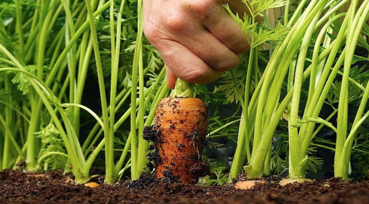 Можно ли вносить свежий. Морковь на грядке. Морковь в земле. Овощи которые срезают с грядки. Посев моркови.